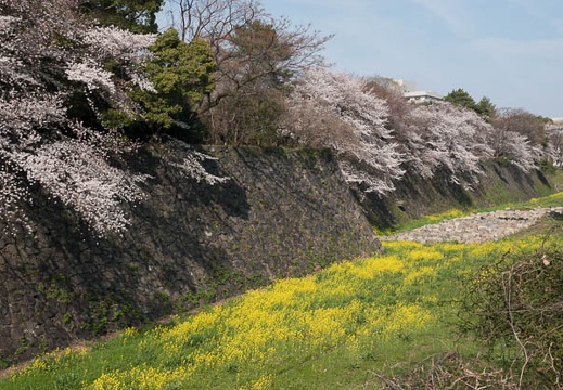 201803261459-DSC01294RX10M4.jpg