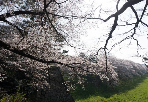 201803261509-DSC01329RX10M4.jpg