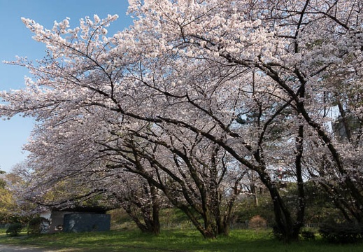 201803261516-DSC01368RX10M4.jpg