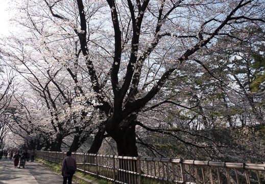 201803261522-DSC01385RX10M4.jpg
