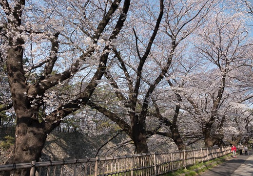 201803261523-DSC01389RX10M4.jpg
