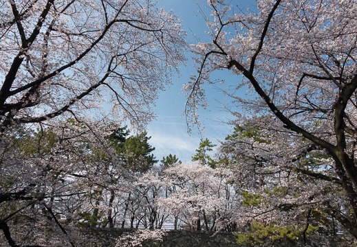 201803261524-DSC01392RX10M4.jpg