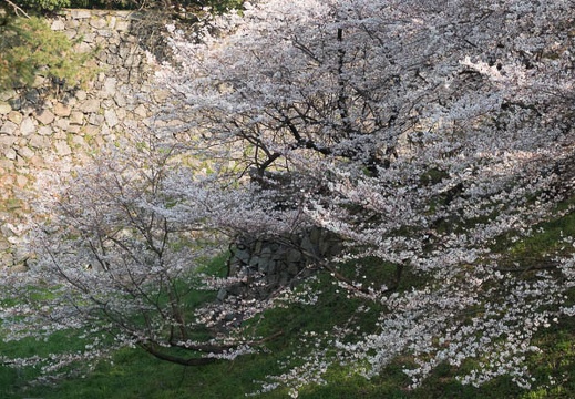 201803261548-DSC01503RX10M4.jpg