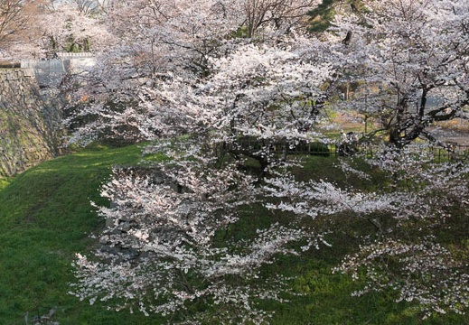 201803261555-DSC01532RX10M4.jpg