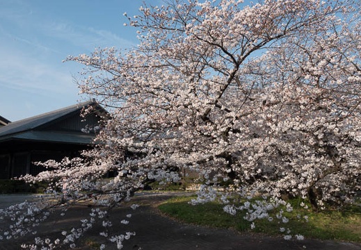 201803261632-DSC01627RX10M4.jpg