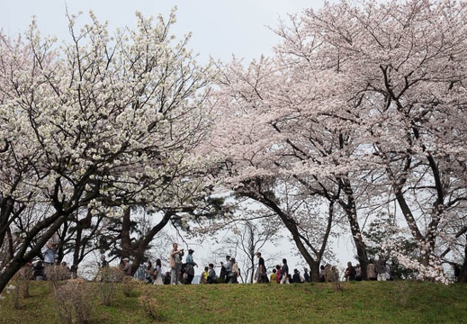 201803271259-DSC02028RX10M4.jpg