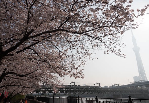 201803280808-DSC03048RX10M4.jpg