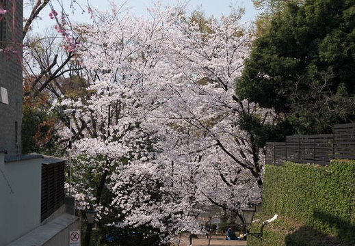 201803280933-DSC03103RX10M4.jpg