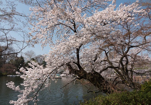 201803280938-DSC03117RX10M4.jpg