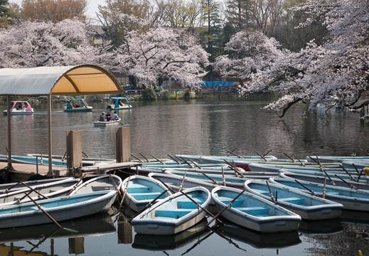 201803280950-DSC03179RX10M4.jpg