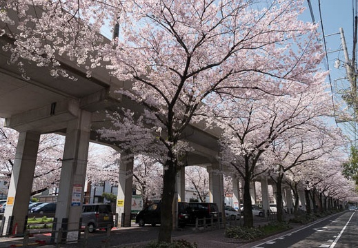 201803291056-DSC03842RX10M4.jpg