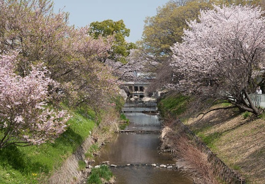 201803291206-DSC03857RX10M4.jpg