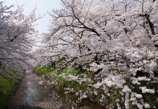201803291219-DSC03911RX10M4.jpg