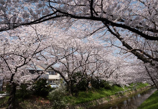 201803291224-DSC03933RX10M4.jpg