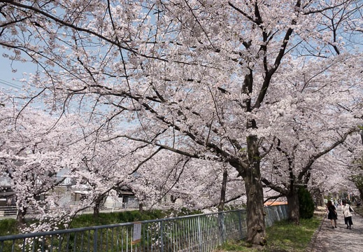 201803291307-DSC04124RX10M4.jpg