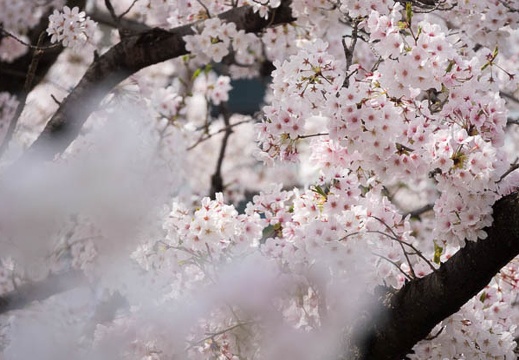 201803291308-DSC04127RX10M4.jpg