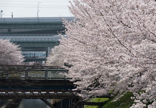 201803291315-DSC04158RX10M4.jpg