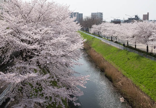 201803291346-DSC04256RX10M4.jpg