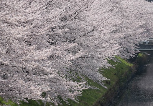 03.29 名古屋城