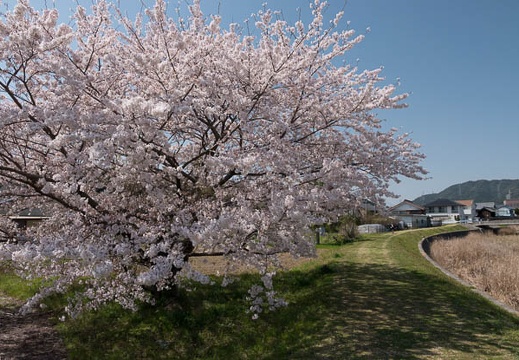 201803301300-DSC04902RX10M4.jpg
