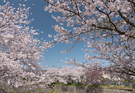 201803301317-DSC04950RX10M4.jpg