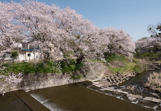 201803301322-DSC04966RX10M4.jpg
