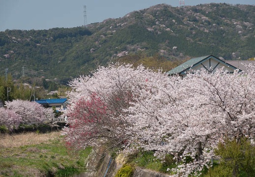 201803301323-DSC04973RX10M4.jpg