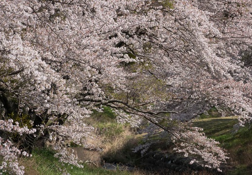 201803301325-DSC04984RX10M4.jpg