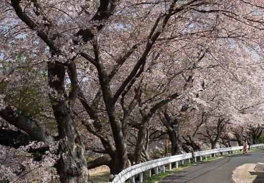201803301331-DSC05003RX10M4.jpg