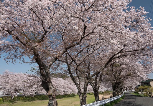 201803301405-DSC05150RX10M4.jpg