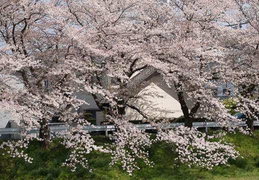 201803301412-DSC05166RX10M4.jpg