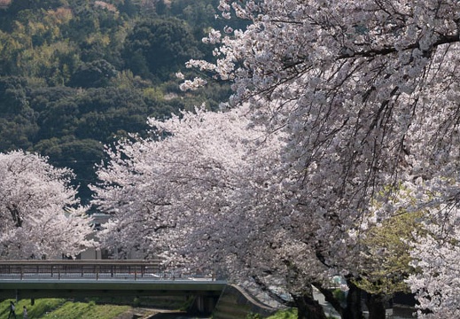 201803301418-DSC05183RX10M4.jpg