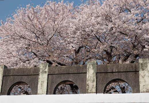 03.30 音羽川堤の桜