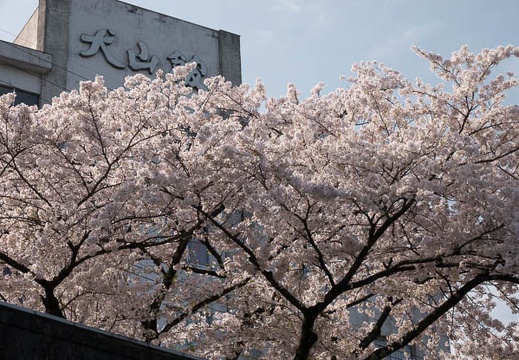 201803310923-DSC05384RX10M4.jpg