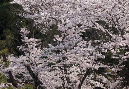 201803311005-DSC05510RX10M4.jpg