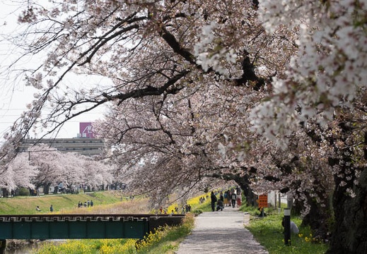 201804011342-DSC06296RX10M4.jpg