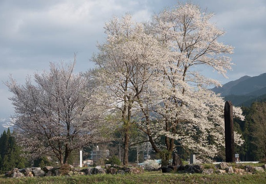 201804040700-DSC06445RX10M4.jpg