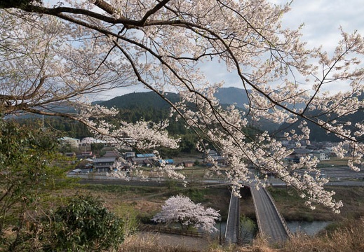 201804040703-DSC06451RX10M4.jpg