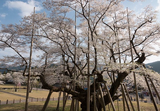 201804040736-DSC06538RX10M4.jpg