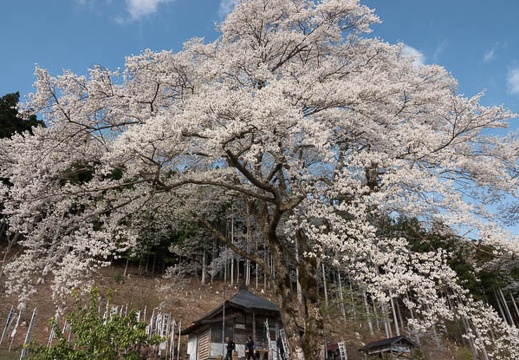 201804040739-DSC06551RX10M4.jpg