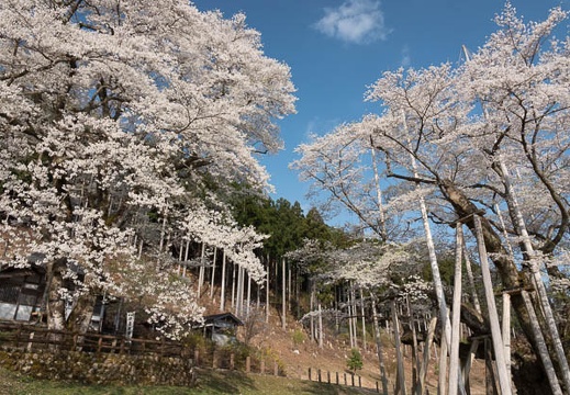 201804040741-DSC06561RX10M4.jpg