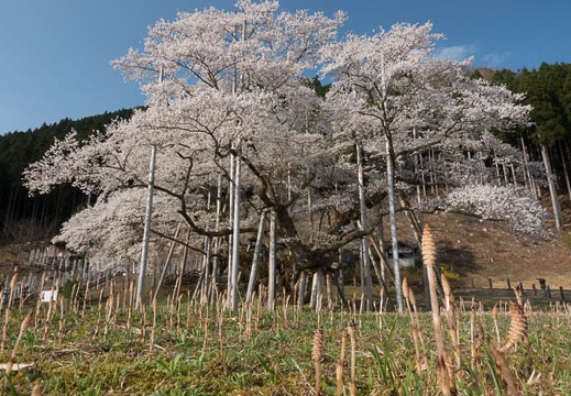 201804040746-DSC06582RX10M4.jpg