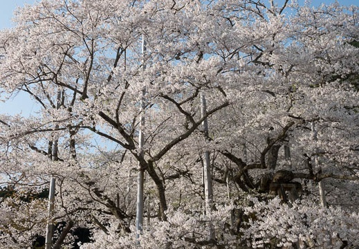 201804040748-DSC06591RX10M4.jpg