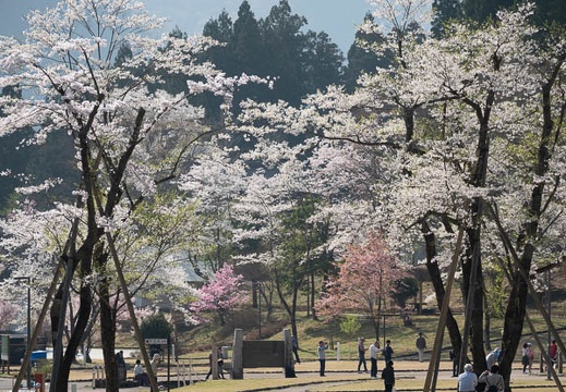 201804040826-DSC06679RX10M4.jpg