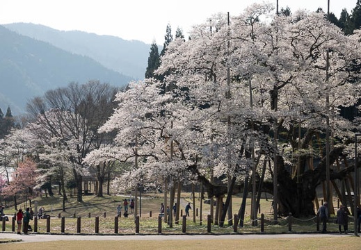 201804040829-DSC06690RX10M4.jpg