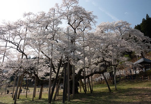 201804040831-DSC06695RX10M4.jpg
