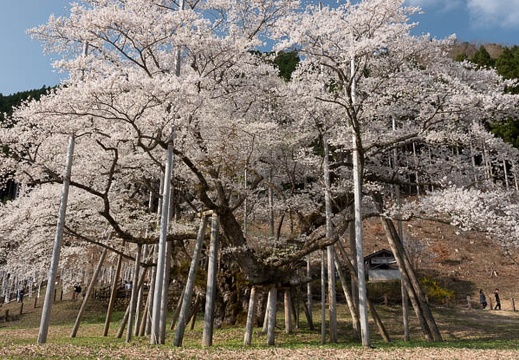 201804040832-DSC06701RX10M4.jpg