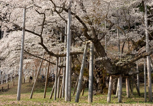 201804040832-DSC06703RX10M4.jpg