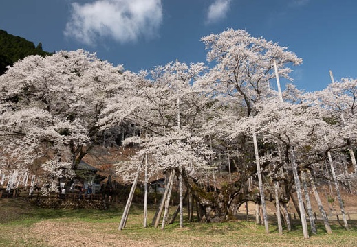 201804040834-DSC06709RX10M4.jpg