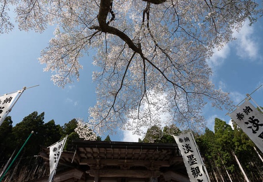 201804040839-DSC06734RX10M4.jpg